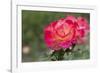 New York, Colorful rose.-Cindy Miller Hopkins-Framed Photographic Print