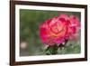 New York, Colorful rose.-Cindy Miller Hopkins-Framed Photographic Print