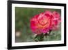 New York, Colorful rose.-Cindy Miller Hopkins-Framed Photographic Print