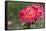 New York, Colorful rose.-Cindy Miller Hopkins-Framed Stretched Canvas