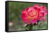 New York, Colorful rose.-Cindy Miller Hopkins-Framed Stretched Canvas