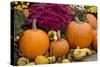 New York, Cooperstown, Farmers Museum. Decorative pumpkin display.-Cindy Miller Hopkins-Stretched Canvas