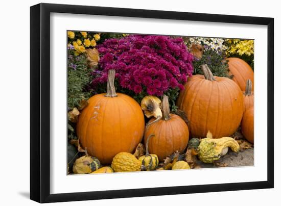 New York, Cooperstown, Farmers Museum. Decorative pumpkin display.-Cindy Miller Hopkins-Framed Photographic Print