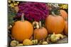 New York, Cooperstown, Farmers Museum. Decorative pumpkin display.-Cindy Miller Hopkins-Mounted Photographic Print