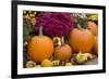 New York, Cooperstown, Farmers Museum. Decorative pumpkin display.-Cindy Miller Hopkins-Framed Photographic Print