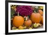 New York, Cooperstown, Farmers Museum. Decorative pumpkin display.-Cindy Miller Hopkins-Framed Photographic Print