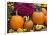 New York, Cooperstown, Farmers Museum. Decorative pumpkin display.-Cindy Miller Hopkins-Framed Photographic Print