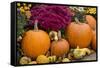 New York, Cooperstown, Farmers Museum. Decorative pumpkin display.-Cindy Miller Hopkins-Framed Stretched Canvas