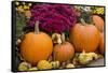 New York, Cooperstown, Farmers Museum. Decorative pumpkin display.-Cindy Miller Hopkins-Framed Stretched Canvas