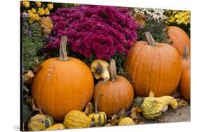 New York, Cooperstown, Farmers Museum. Decorative pumpkin display.-Cindy Miller Hopkins-Stretched Canvas