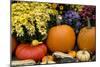 New York, Cooperstown, Farmers Museum. Decorative Pumpkin Display-Cindy Miller Hopkins-Mounted Photographic Print