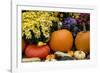 New York, Cooperstown, Farmers Museum. Decorative Pumpkin Display-Cindy Miller Hopkins-Framed Photographic Print