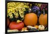 New York, Cooperstown, Farmers Museum. Decorative Pumpkin Display-Cindy Miller Hopkins-Framed Photographic Print