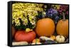 New York, Cooperstown, Farmers Museum. Decorative Pumpkin Display-Cindy Miller Hopkins-Framed Stretched Canvas