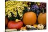 New York, Cooperstown, Farmers Museum. Decorative Pumpkin Display-Cindy Miller Hopkins-Stretched Canvas