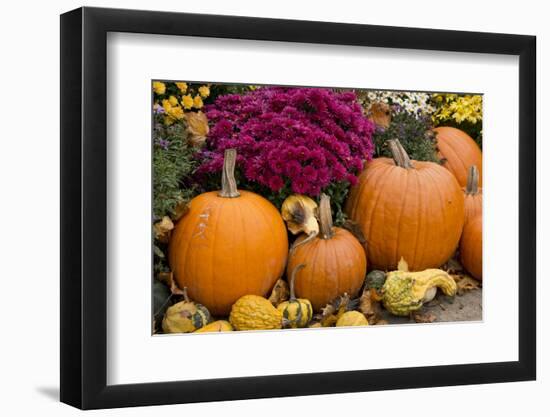 New York, Cooperstown, Farmers Museum. Decorative pumpkin display.-Cindy Miller Hopkins-Framed Premium Photographic Print