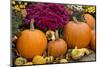 New York, Cooperstown, Farmers Museum. Decorative pumpkin display.-Cindy Miller Hopkins-Mounted Photographic Print