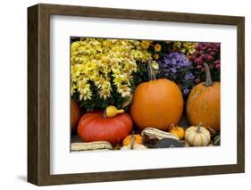 New York, Cooperstown, Farmers Museum. Decorative Pumpkin Display-Cindy Miller Hopkins-Framed Photographic Print