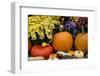 New York, Cooperstown, Farmers Museum. Decorative Pumpkin Display-Cindy Miller Hopkins-Framed Photographic Print