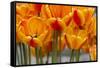 New York. Detail of colorful tulips.-Cindy Miller Hopkins-Framed Stretched Canvas