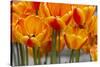 New York. Detail of colorful tulips.-Cindy Miller Hopkins-Stretched Canvas