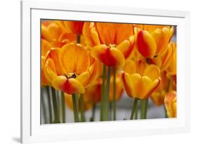 New York. Detail of colorful tulips.-Cindy Miller Hopkins-Framed Photographic Print