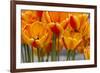 New York. Detail of colorful tulips.-Cindy Miller Hopkins-Framed Photographic Print