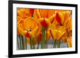 New York. Detail of colorful tulips.-Cindy Miller Hopkins-Framed Photographic Print