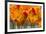 New York. Detail of colorful tulips.-Cindy Miller Hopkins-Framed Photographic Print