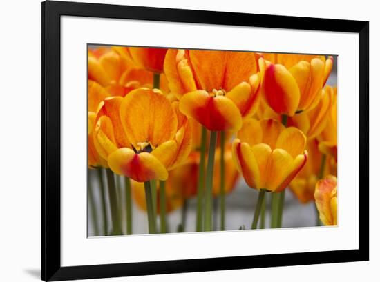 New York. Detail of colorful tulips.-Cindy Miller Hopkins-Framed Photographic Print