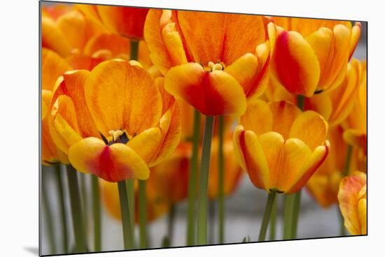 New York. Detail of colorful tulips.-Cindy Miller Hopkins-Mounted Photographic Print