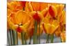 New York. Detail of colorful tulips.-Cindy Miller Hopkins-Mounted Photographic Print