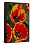 New York. Detail of colorful tulips.-Cindy Miller Hopkins-Framed Stretched Canvas