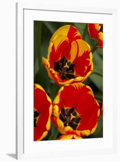 New York. Detail of colorful tulips.-Cindy Miller Hopkins-Framed Photographic Print