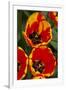 New York. Detail of colorful tulips.-Cindy Miller Hopkins-Framed Photographic Print