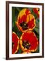 New York. Detail of colorful tulips.-Cindy Miller Hopkins-Framed Photographic Print