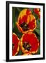 New York. Detail of colorful tulips.-Cindy Miller Hopkins-Framed Photographic Print