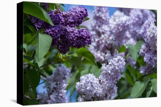 New York. Lilac flowers in bloom.-Cindy Miller Hopkins-Stretched Canvas