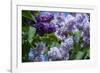 New York. Lilac flowers in bloom.-Cindy Miller Hopkins-Framed Photographic Print