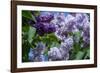 New York. Lilac flowers in bloom.-Cindy Miller Hopkins-Framed Photographic Print