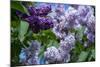 New York. Lilac flowers in bloom.-Cindy Miller Hopkins-Mounted Photographic Print