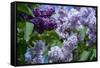 New York. Lilac flowers in bloom.-Cindy Miller Hopkins-Framed Stretched Canvas