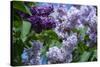 New York. Lilac flowers in bloom.-Cindy Miller Hopkins-Stretched Canvas