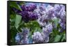 New York. Lilac flowers in bloom.-Cindy Miller Hopkins-Framed Stretched Canvas