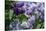 New York. Lilac flowers in bloom.-Cindy Miller Hopkins-Stretched Canvas