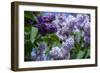 New York. Lilac flowers in bloom.-Cindy Miller Hopkins-Framed Photographic Print