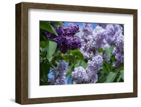 New York. Lilac flowers in bloom.-Cindy Miller Hopkins-Framed Photographic Print