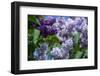 New York. Lilac flowers in bloom.-Cindy Miller Hopkins-Framed Photographic Print
