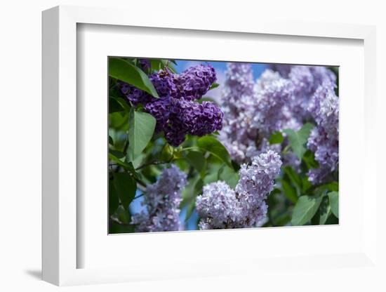 New York. Lilac flowers in bloom.-Cindy Miller Hopkins-Framed Photographic Print