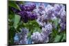 New York. Lilac flowers in bloom.-Cindy Miller Hopkins-Mounted Photographic Print